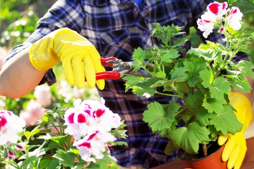 Professional lawn mowing service in Walthamstow